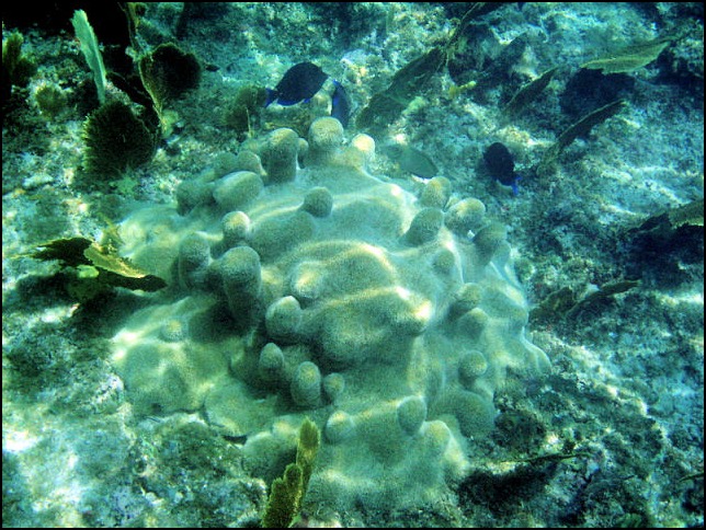 Sponge colony Bahamas